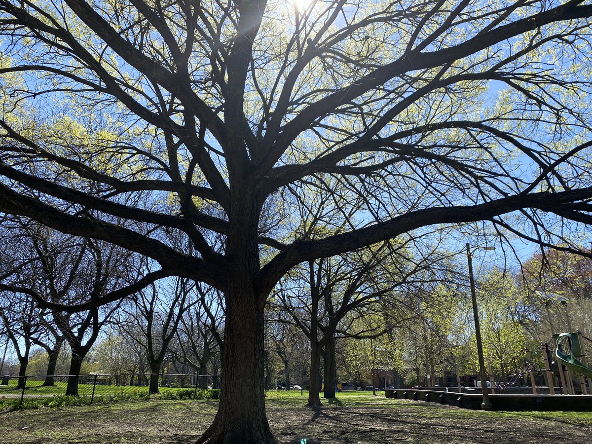 Trees 🌳 provide shade, manage flooding, cool hot spots & make our parks great! On this #ArborDay, we’re proud to maintain a tree canopy of 250K trees in our 600+ parks & plant an avg. of 3K a yr. And, soon 20 new cherry blossom trees will be going in the ground at #JacksonPark.