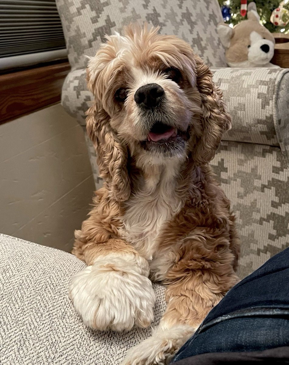 kstraatsma1's tweet photo. @TheRickWilson My animal soulmate, Lola who left me in 2022. I’ll miss her every day for the rest of my life 💛 https://t.co/tcbpxxOMp5
