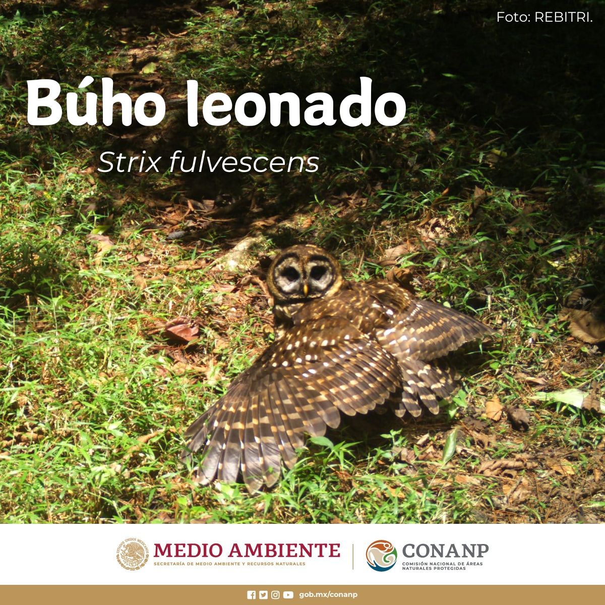 El #BúhoLeonado (Strix fulvescens), es un ser nocturno que goza de alimentarse de pequeños mamíferos, aves, ranas, reptiles e insectos. 🦉🌜🐛🐞🐸🐿️ Anida en huecos de árboles y suele poner de dos a tres huevos. 🌳🪺🥚 Visita el #VisorDeFauna ➡️ bit.ly/42zX3tu 🐾🌄📷🪶