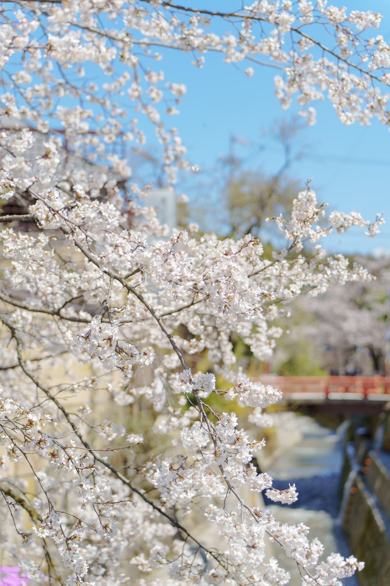 江名子川の桜が 見惚れる美しさでした #めぐふぉと #飛騨高山
