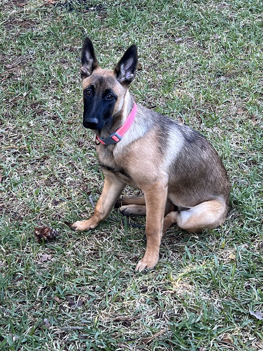 JohnBlueBourbon's tweet photo. Originally found in a dumpster as a puppy. #untrainable https://t.co/thjIwkufTg