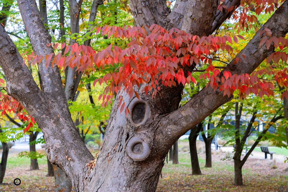 The Autumning. #lovecanberra