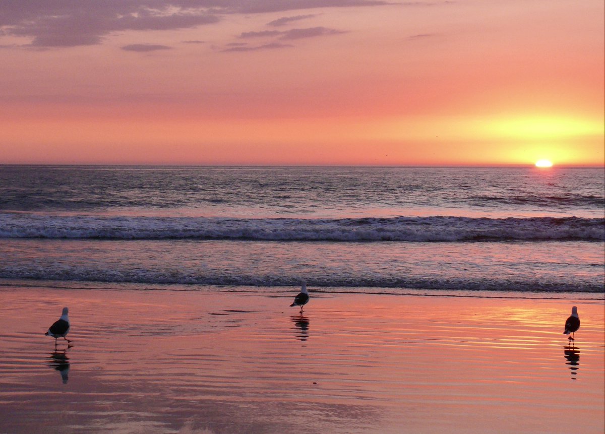 Who says gulls aren’t smart? Pow 💥 sunset from my early digital days.