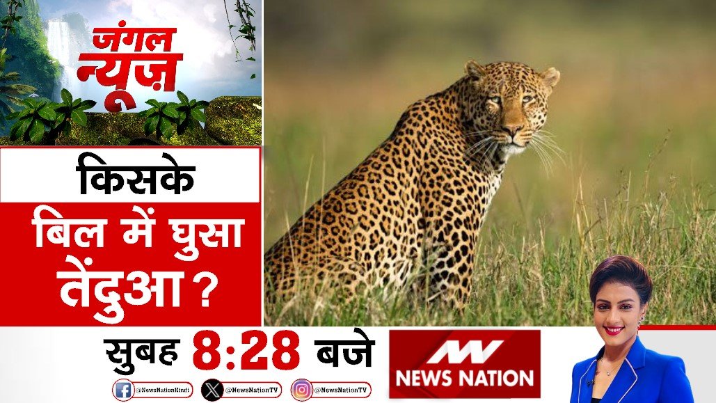 किसके बिल में घुसा तेंदुआ? देखिए 'जंगल न्यूज़' सुबह 8:28 बजे सिर्फ #NewsNation पर @KhushbooAnchor