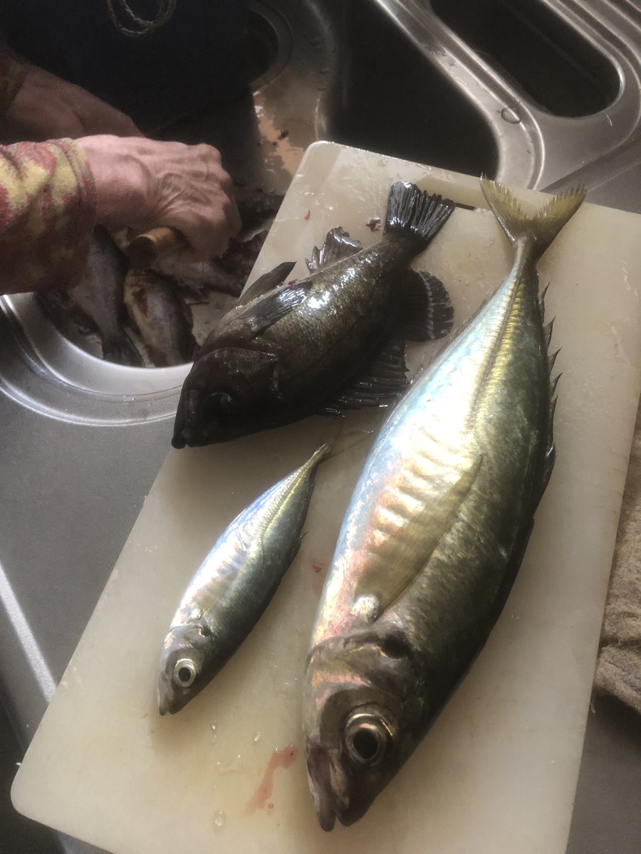 moritatu0820's tweet photo. ４０ギリ届かず😭
ちなみに例年より相当魚少ないです
コアジがちょっとと（たまにコマシナサイズ）あとはシーバスがおるくらい https://t.co/BX0PlfydD6