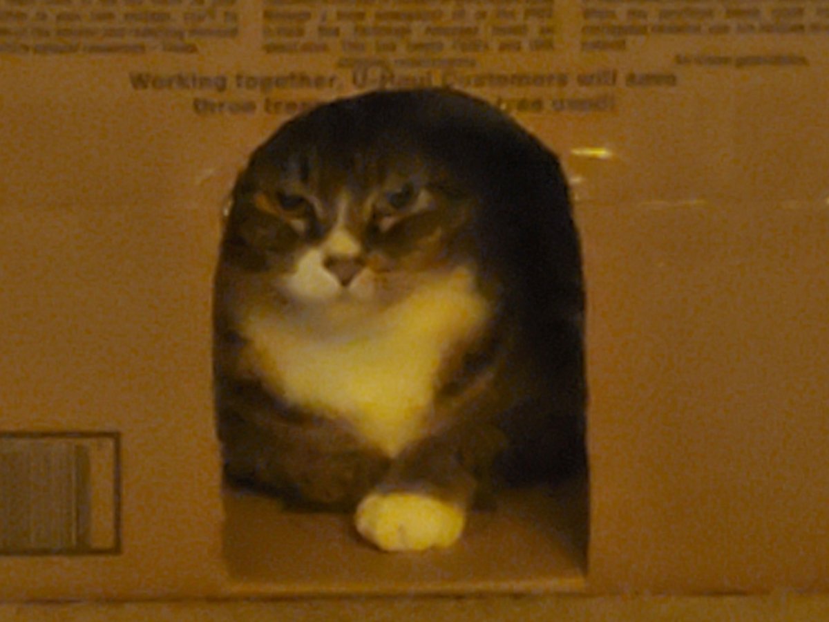 SokoBarre's tweet photo. @CogitoErgoWtf Frankie's "Cat Castle" under this coffee table has a smaller box inside we brought home from the shelter and a heated fleece bed too. 

It also has exits on either end. He zips in and out, and back and forth. Once exhausted he takes a long nap! 😻
#Catcastle #cats #CatsOfTwitter https://t.co/pXipLRUmxk