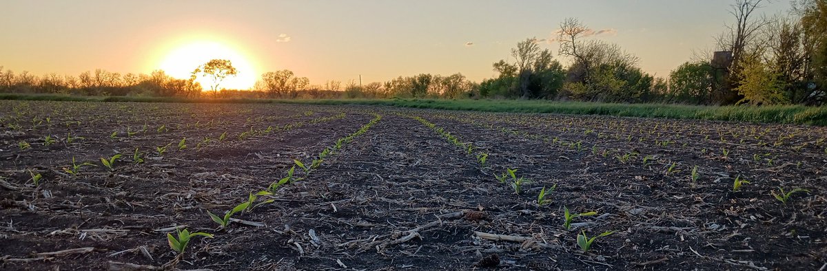 A little inspiration if you haven't started planting yet. #kscorn