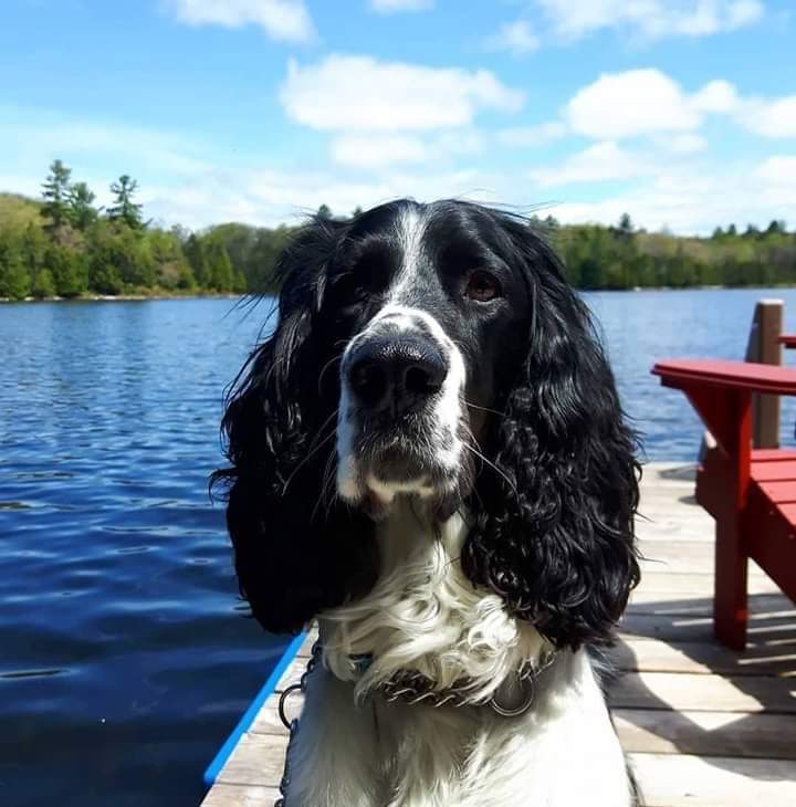 Casey turned 9 yesterday, but still acts like a puppy much of the time.  This pic is from a few years ago, but it's one of my favourites.
#EnglishSpringerSpaniel
#AlgonquinHighlands