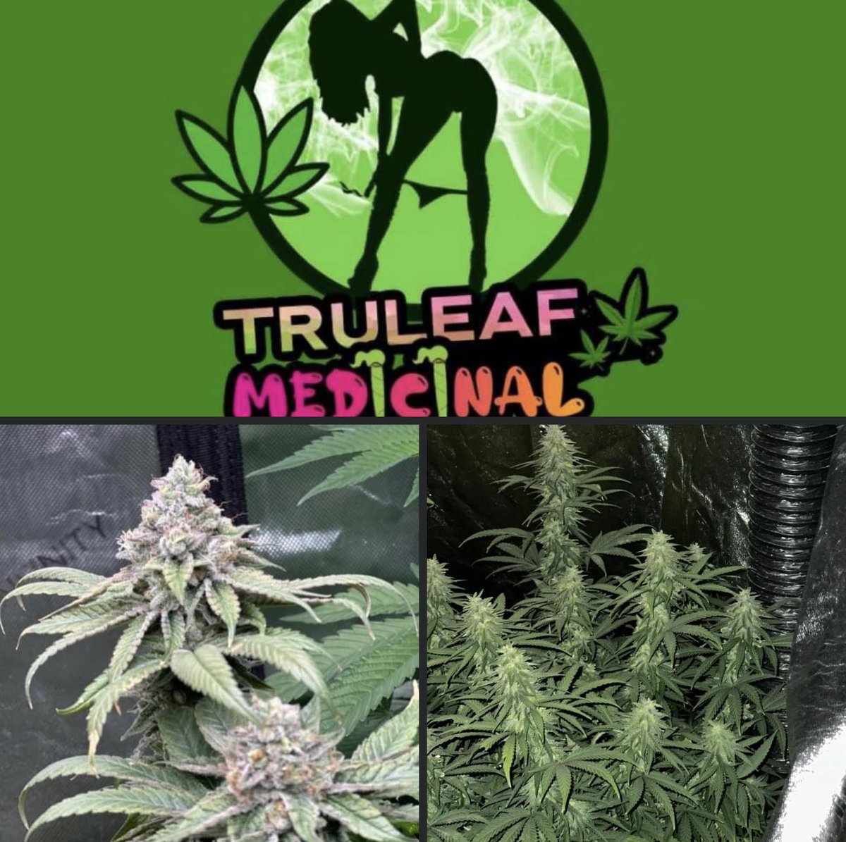 truleaf3's tweet photo. Get our panty dropper now you won’t be disappointed https://t.co/vnilkzTXTu