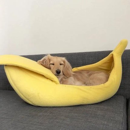 TraceyLea9's tweet photo. @parisba Slowly convincing myself Dax deserves a banana bed 🤷‍♀️ https://t.co/C2NORzqBrG