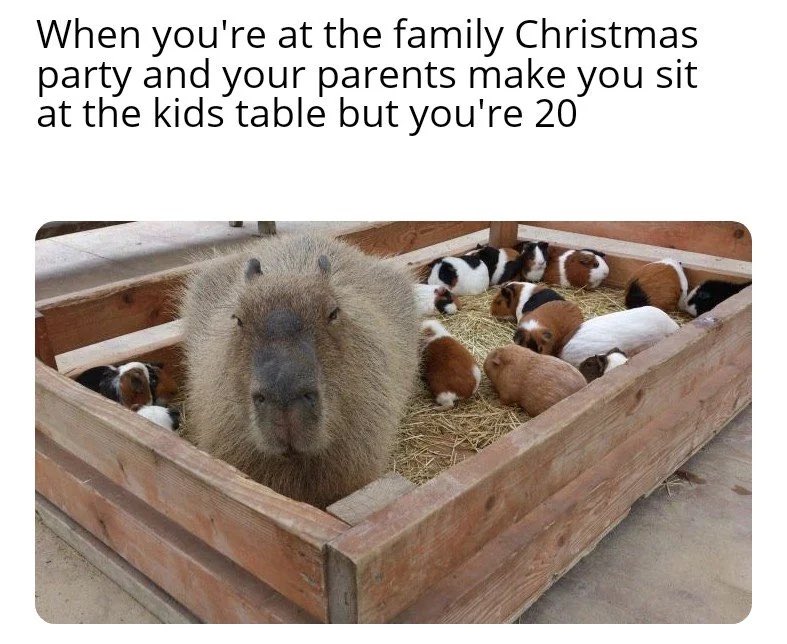 CAPYBARA MAN (@capybara_man) on Twitter photo 