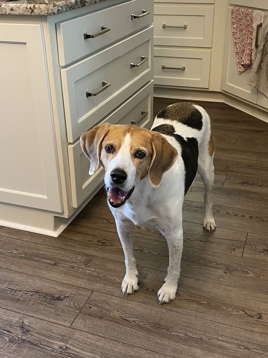 @NKaren21 Beautiful. Our 11 year old Treeing Walker Coonhound who rescued 10 years ago from what was a kill shelter at the time. She can be handful but she’s family.