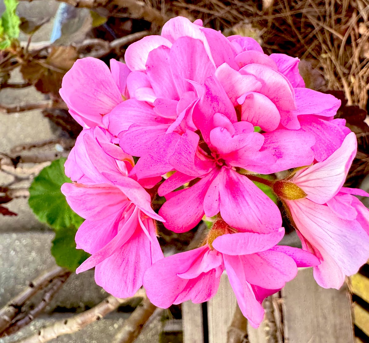 @suziday123 @SashaEats @BalboaPark @SDMA Happy #FlowerFriday Suzi from my backyard to you
#FridayOnFlowers 
🌺🪷💐🌷🌸