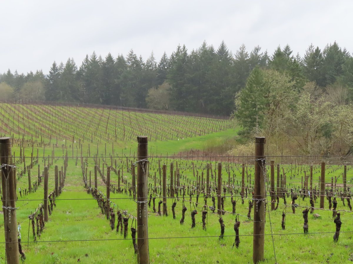 We have had some mixed weather today. The sun did not come out until late this afternoon. But, it was still a good day for visiting the wineries.
#outdoors #winelovers #landscapes #sightseeing #vineyards #Oregon
#willamettevalley #traveloregon #PinotNoir #EmbraceOregonTours📷