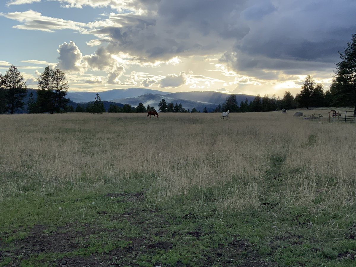 These two wild horses showed up on our property last week.