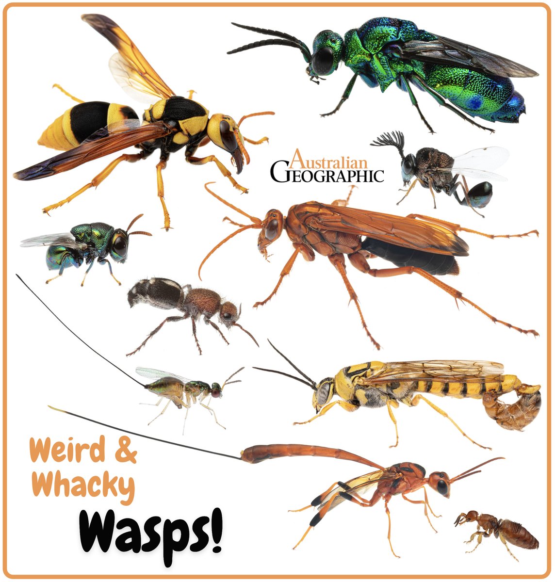 New @ausgeo article out! 🚨 The World of Weird & Whacky Wasps! 🐝 Australia is full of incredible wasps with bizarre life-cycles happening right now in your own backyard! 🤯 Check out the article I wrote here to learn more! - ausgeo.co/wasps