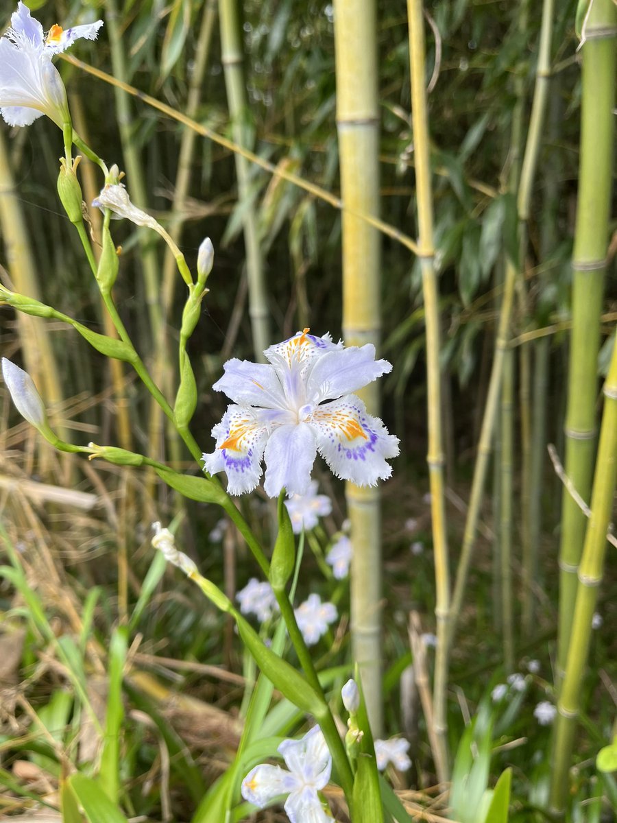 この花の名前誰か教えてくれメンス