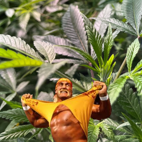 coloalternative's tweet photo. Did you survive post-420, brother?
⚠️Valid CO MMJ Card Required
#ColoradoAlternative #post420 #BlazeItUp #420Friendly #cannabiscommunity https://t.co/wmCTQWH30u