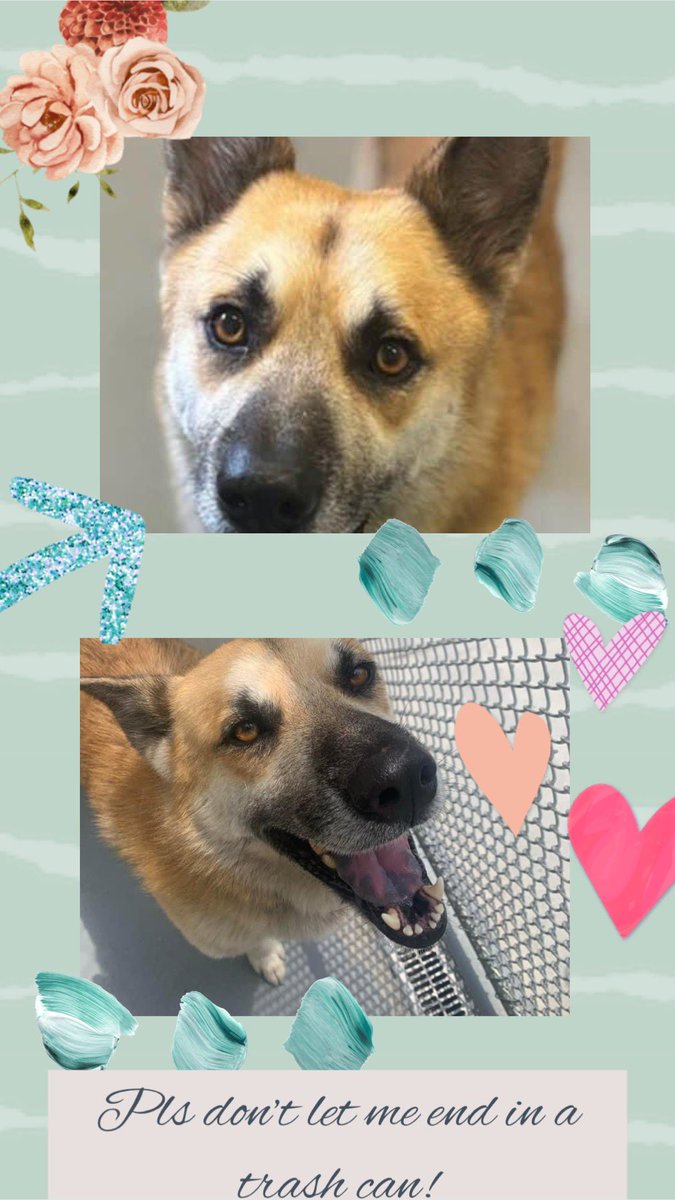 🆘🐾RAMBO is the name that they gave me but I don’t have a mean bone in my body! I can be your perfect companion, social, friendly, sweet, always happy🥰 #A366279 German Shepherd boy 2 ys old ❤️‍🩹🪱😢 Pls HELP! My time is running out #Corpuschristi TX AC will 🔥END🔥my life…