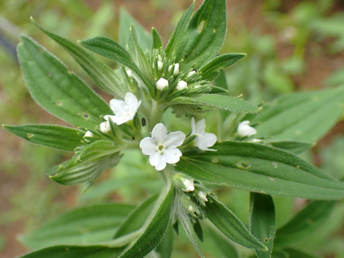 高茎草地エリアで #ムラサキ が開花しました！
昨年より1週間程早い開花です。
東京都RDBでのランクは「情報不足(DD)」となっています。
「情報不足」はランクを判定するほどの情報がなく、過去に記録はあるが最近の確認がない等、絶滅寸前の危険な状態の可能性がある評価です。
#植物多様性センター