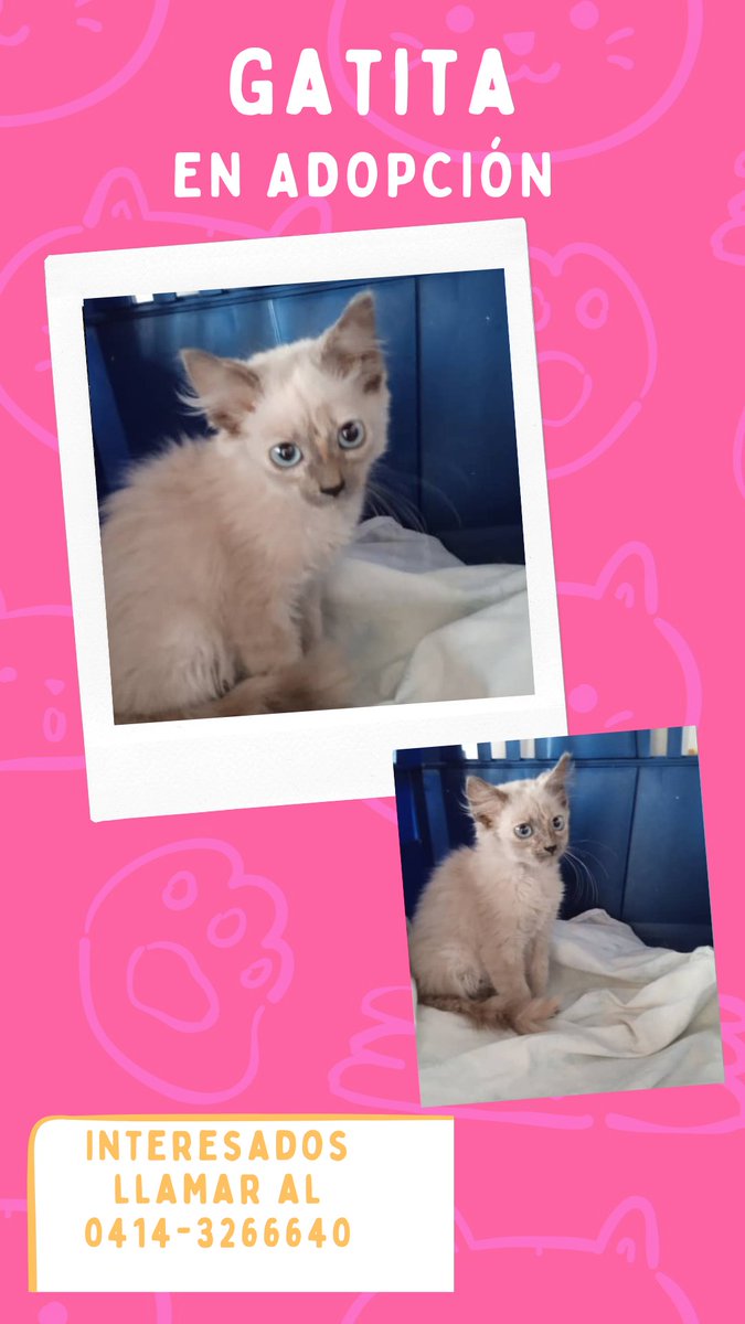 Def_LasAcacias's tweet photo. A esta hermosura la dejaron abandonada anoche en la Avenida  Victoria @ColinasLAcacias. Busca hogar, es pequeña y muy tranquila. Interesados comunicarse al número que aparece en la publicación https://t.co/piyXdPM6xH