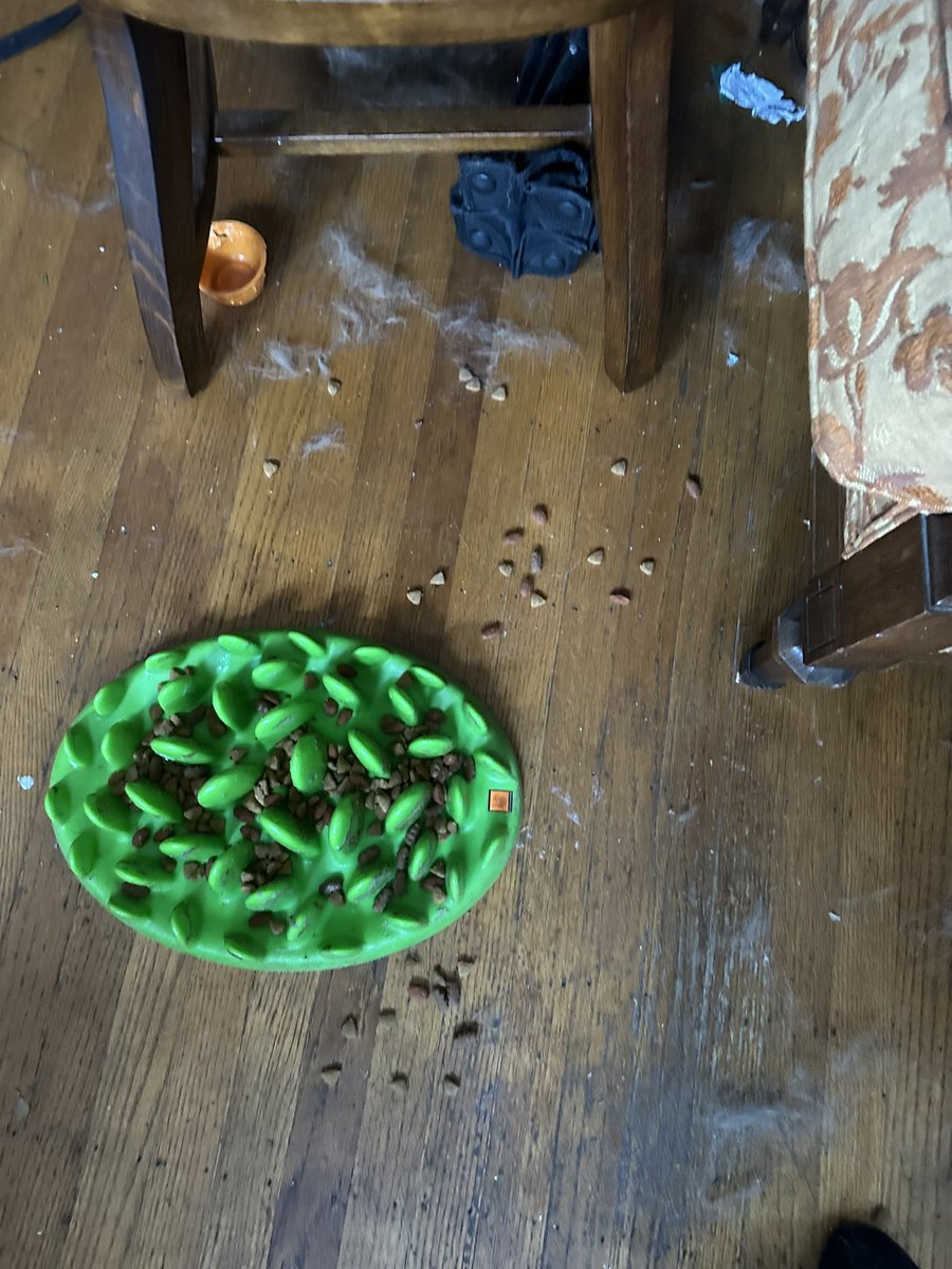 If yall knew my dog youd get it why this is so crazy but she’s been saving her food! So proud. Ignore the hair I have been sweeping the floor like a mad man I can’t keep up with the Akita fluff