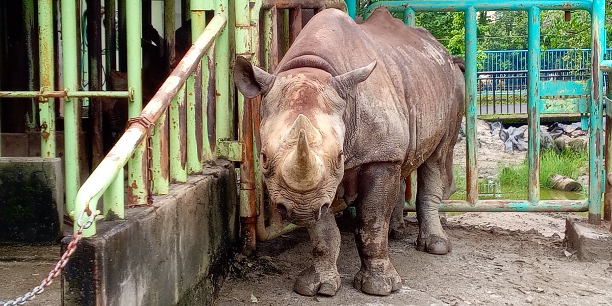 #クロサイ　#ヒガシクロサイ　#熊本市動植物園