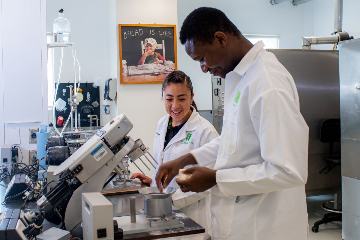 🌍🌱 At #CIMMYT, we champion gender equality and social inclusion, ensuring all employees have equal opportunities. Celebrate our journey toward a more inclusive future in science! #GenderEquality #SocialInclusion #AgriculturalResearch 👉 bit.ly/44f63qg