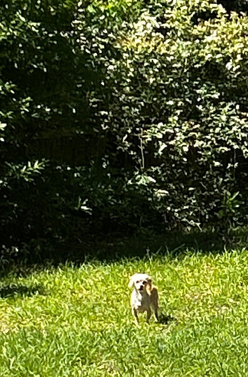 Our little dog is not trainable, but she trains us. She can’t even hunt a lizard, but she is tough on slow moving box turtles. No, we aren’t going to shoot our pet, unlike Gov. @KristiNoem. South Dakota’s resident wackadoodle.