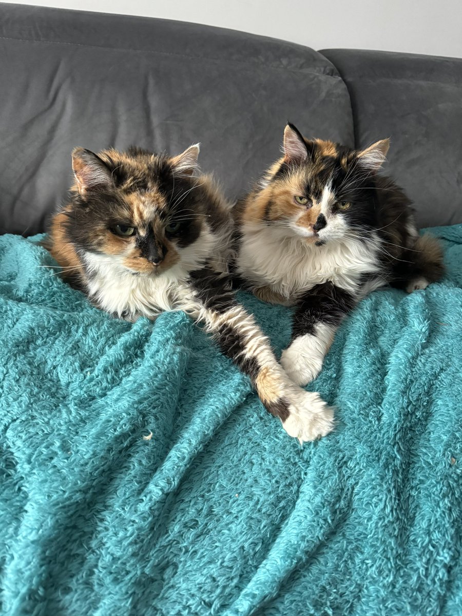 Good morning everyone 👋 Here’s the girls relaxing together 😽 Love, hugs, purrs and happy #Caturday 🤍🖤🧡🕊️