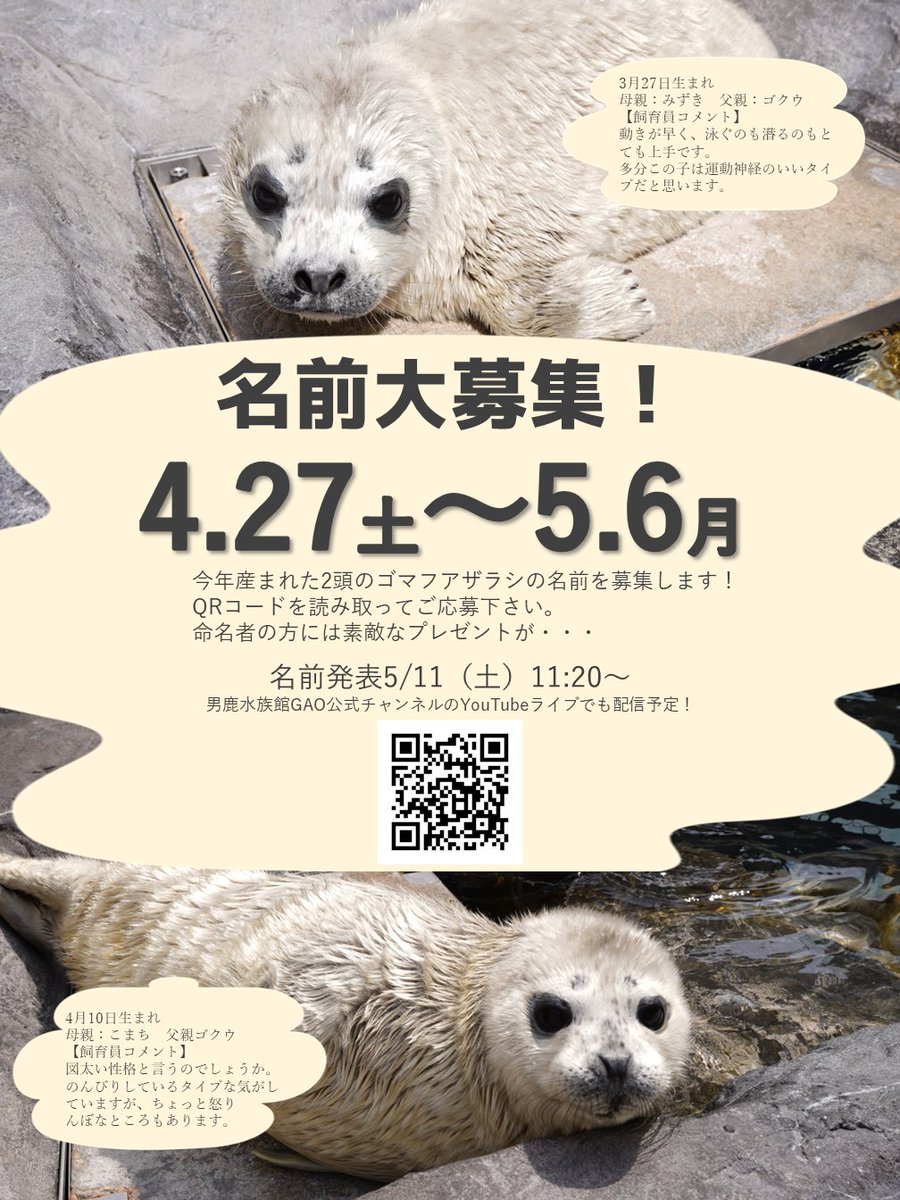 【お知らせ】
4/27～5/6まで今年産まれた2頭のゴマフアザラシの名前を募集します！
皆さま素敵な名前をお待ちしています😊

応募は下記URLから
↓↓↓↓↓
gao-aqua.jp/event/41792.ht…
#男鹿水族館　#ゴマフアザラシ