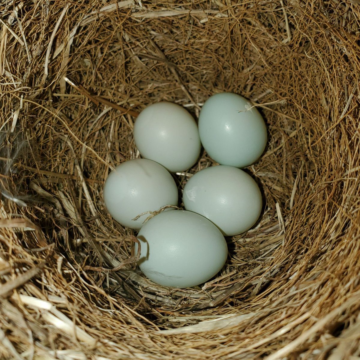 One a day…our resident mama bluebird laid one egg each day this week. We’ll keep an eye on our quintuplets and keep you posted on how they fare. #HappySpring #Bluebirds @YaleLibrary