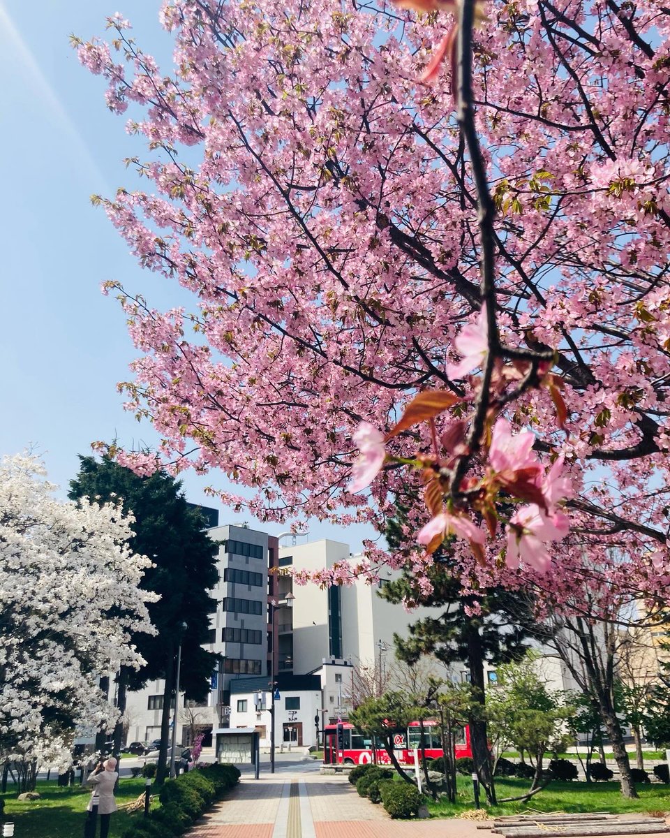 nicomenostore's tweet photo. ニコメノストアの一番近くにある桜の木
旭川市役所前の桜が咲きました🌸
パッと気持ちが華やかに。うれしいです。
⁡
お天気も良く、
いよいよTシャツシーズンの到来です。
ゴールデンウィークも通常通り、
土日月、祝日も営業します✨ https://t.co/esGxAfJWTw