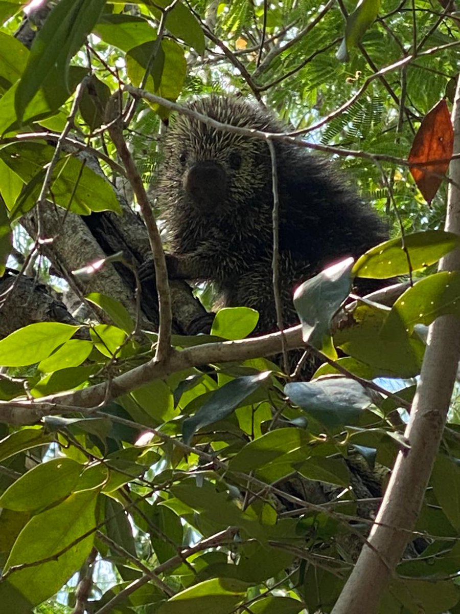 ◾️Reintegran un puercoespín a su hábitat natural en Cozumel El ejemplar fue avistado dentro de un restaurante de la carretera costera en la isla ¡Entérate!👉🏾 bit.ly/3UyA1SW