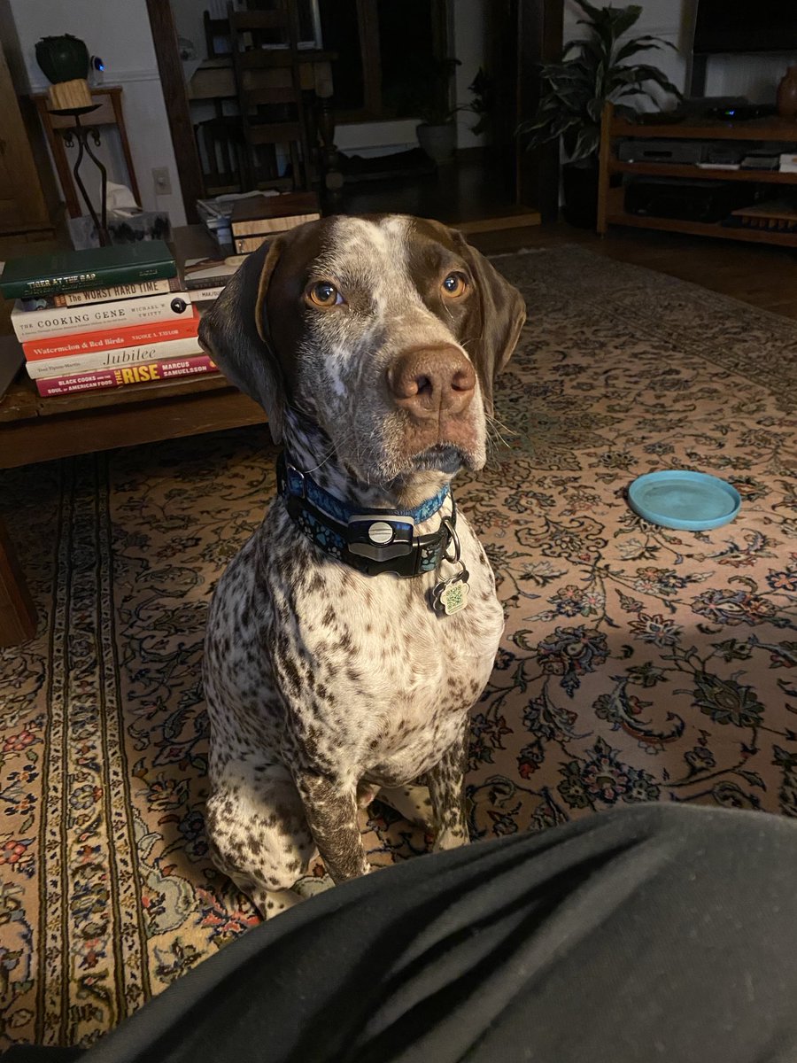 jgcOCANADA's tweet photo. Our 2year old short-haired pointer thinking hard tonight about the fate of #Cricket, Republican Governor ⁦@GovKristiNoem⁩’s murdered 14-month-old wired-hair pointer 

#NoBadDogs just bad GOP https://t.co/w4xvPRcEtg