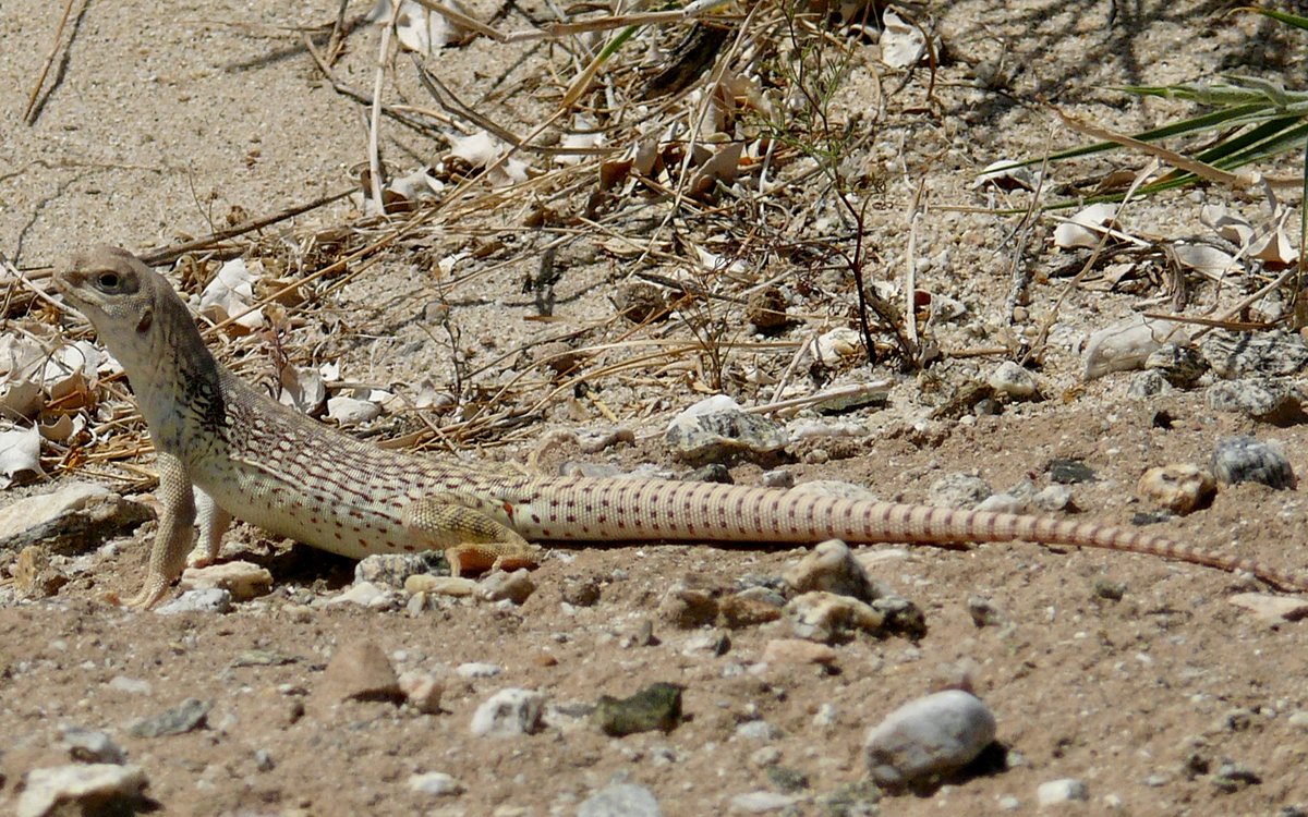 Desert iguana yoga 🧘 for ⁦@undrcvrbrothr⁩ 🤣. From a few years ago.