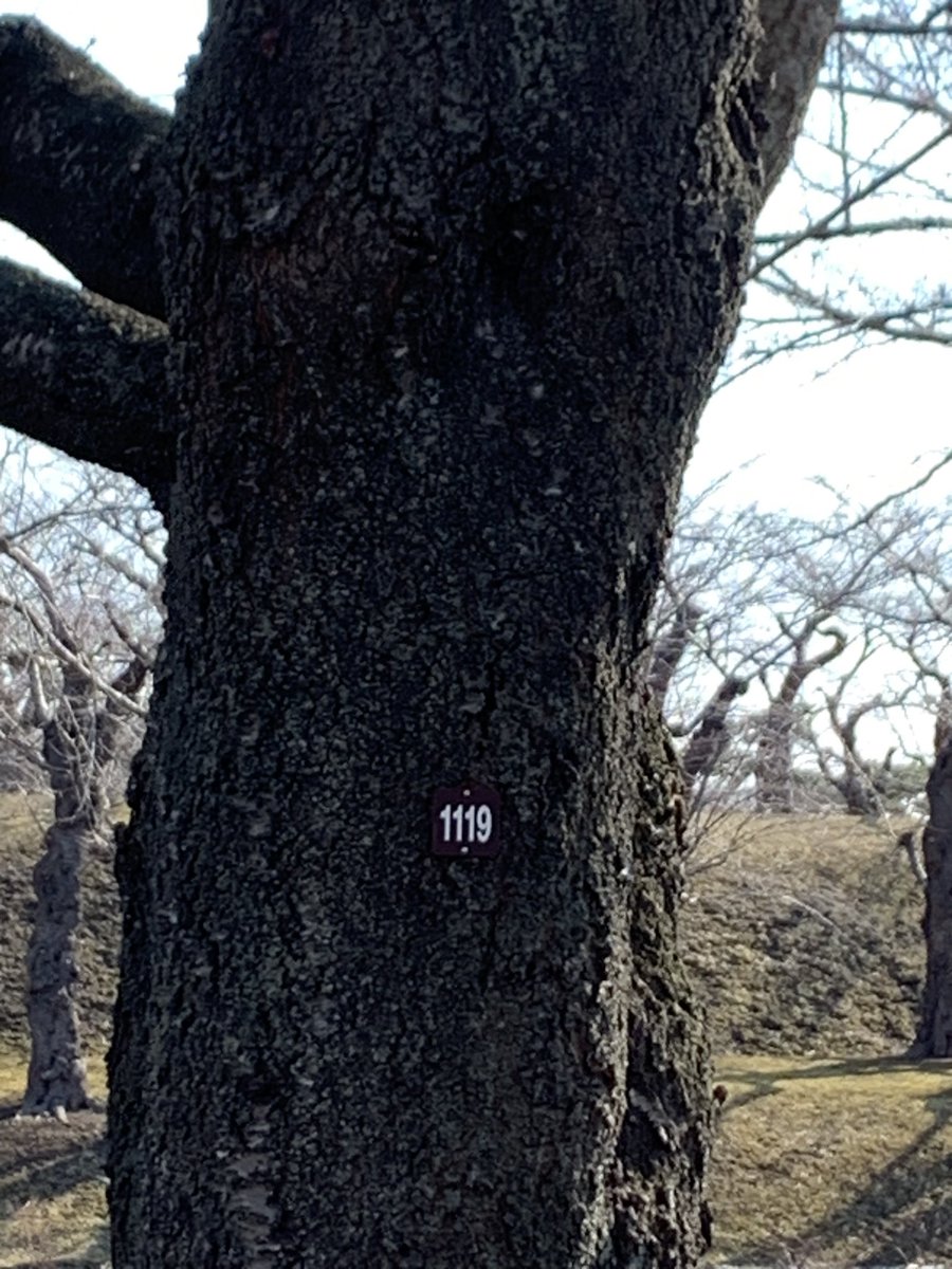 eri_Mzabeth's tweet photo. 【💡五稜郭公園の桜の楽しみ方を勝手に提案💡】

およそ1,500本と言われている五稜郭公園の桜🌸
自分の誕生日ナンバーの桜を探してみよう🤗🔍✨

例:1/1生まれ「0101」
12/31生まれ「1231」
（ちなみに私は11/19生まれなので「1119」）

※写真は約1ヶ月前。
現在の姿は、また後日お届けします💕 https://t.co/5gxzcVAcbN