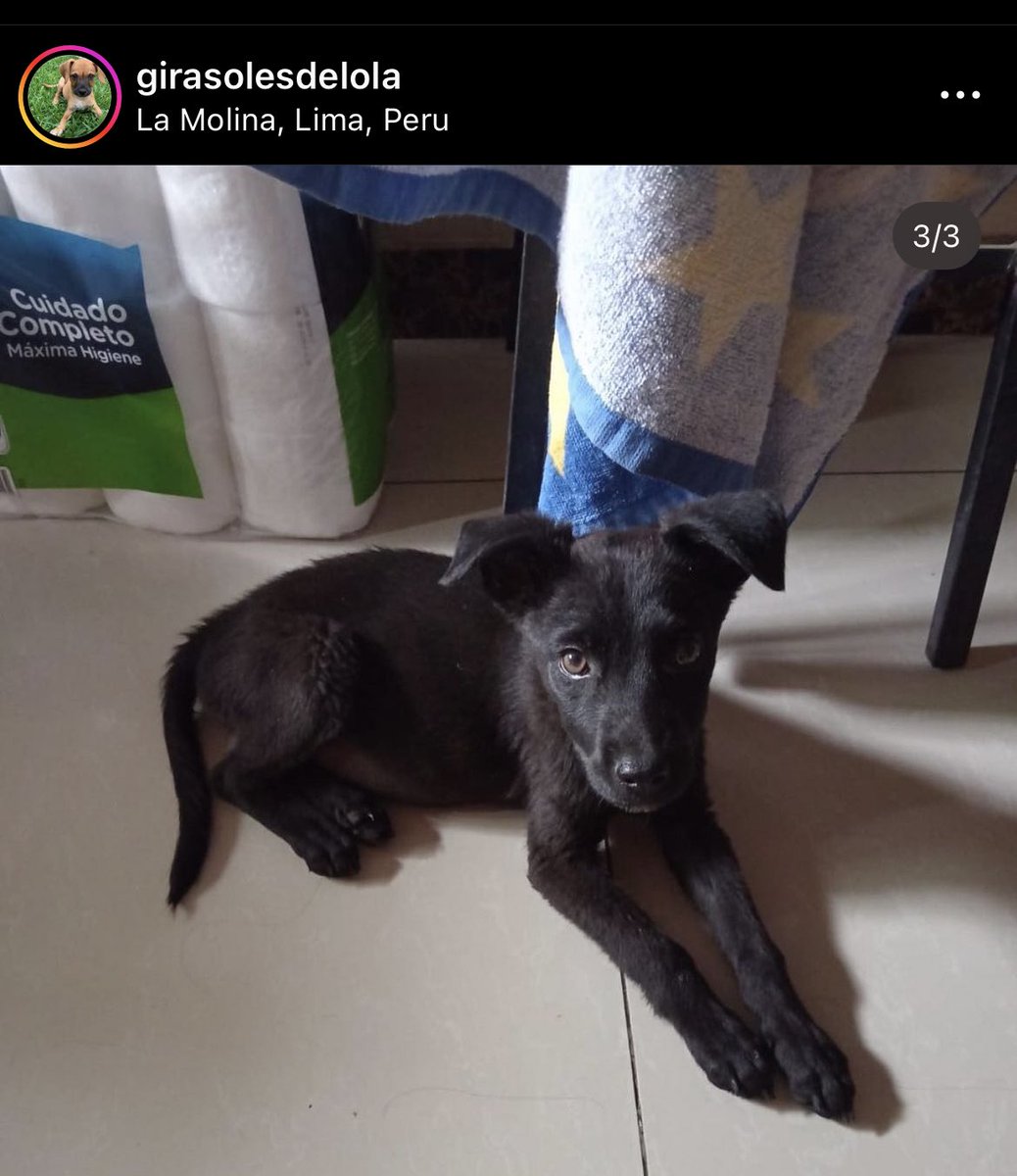 Está pequeña tiene ya 4 meses esperando que alguien pregunte por ella. NO TIENE NINGÚN POSTULANTE Le han puesto mil vestiditos y no tiene ni un comentario. Los perritos negritos nunca tienen viralidad. Ayuden a encontrarle familia