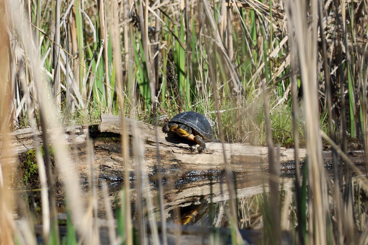 Turtle sightings this week! 🐢🐢