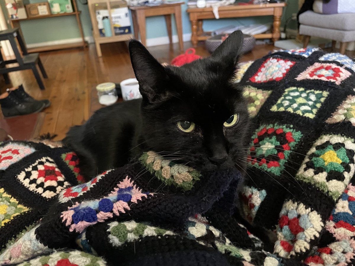 Ok I just vacuumed, which of course means we need to recover from the traumatising experience. Ft. Baci and his new blanket, which was $4 from the op shop and came with a heap of free cat hair! (Don’t worry, it has been washed many times)