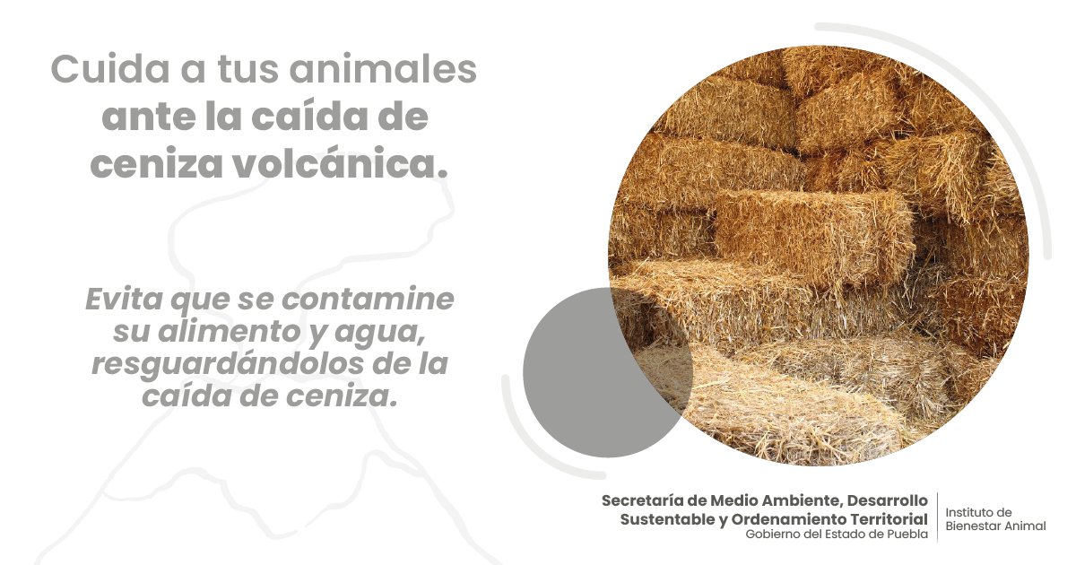 Ante la caída de ceniza del volcán Popocatépetl 🌋, evita que el alimento de tus animales 🐑🐴🐮esté expuesto al aire libre; recuerda que la ceniza puede ser perjudicial para su salud.