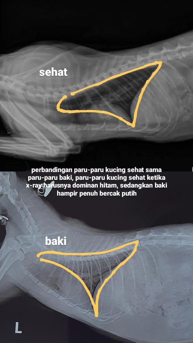 dailybaki's tweet photo. kanan itu rontgen pertama baki &amp; setelah sebulan lebih mam obat, as you can see there's little to no improvement.

aku sebenernya stress banget dengan semua ini, hopeless, pingin nangis, pingin maki-maki dunia dan nanya kenapa? dosa aku apa? kenapa gak aku aja yang sakit https://t.co/foXi1AmzfG
