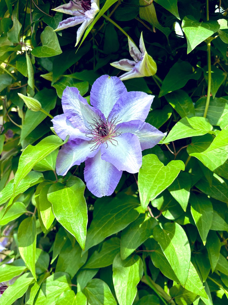 気になったお花たち