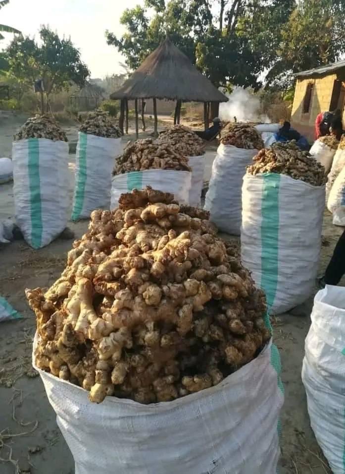 Here’s why you should consider ginger farming! 🌱
1. Sustainable: It's eco-friendly and promotes soil health.
2. Profitable: High demand in markets for its numerous health benefits.
3. Youth Empowerment: Create jobs and boost local economies.
#GingerFarming #YouthInAg
