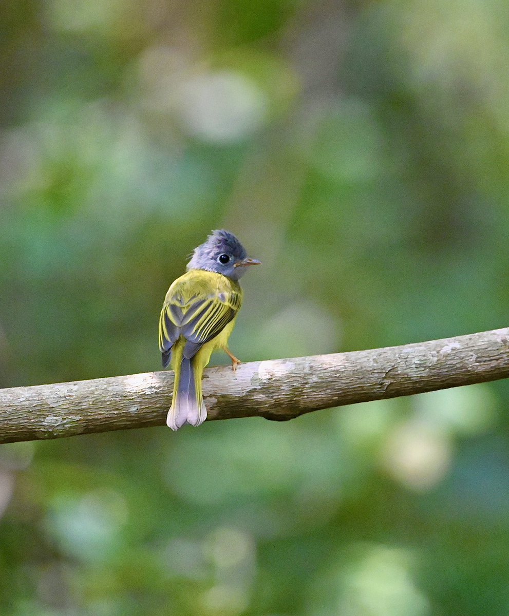 #1495 Gray-headed Canary Flycatcher One of my favourite poses by a bird!! #dailypic #IndiAves #TwitterNatureCommunity #birdwatching #ThePhotoHour #BBCWildlifePOTD #natgeoindia