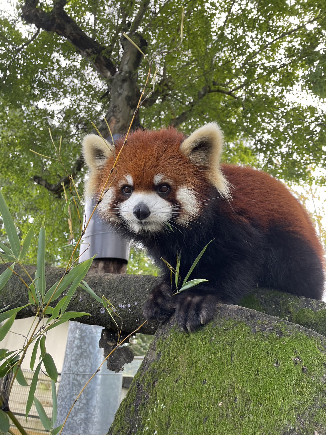 八木山動物公園フジサキの杜【公式】 on X: 