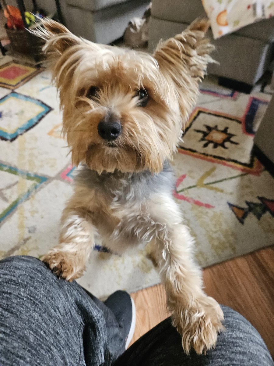 @GovWhitmer Grandpuppy Huckleberry. 🥰