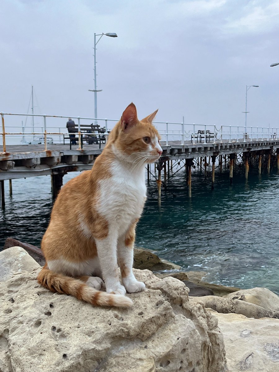 Котик морской