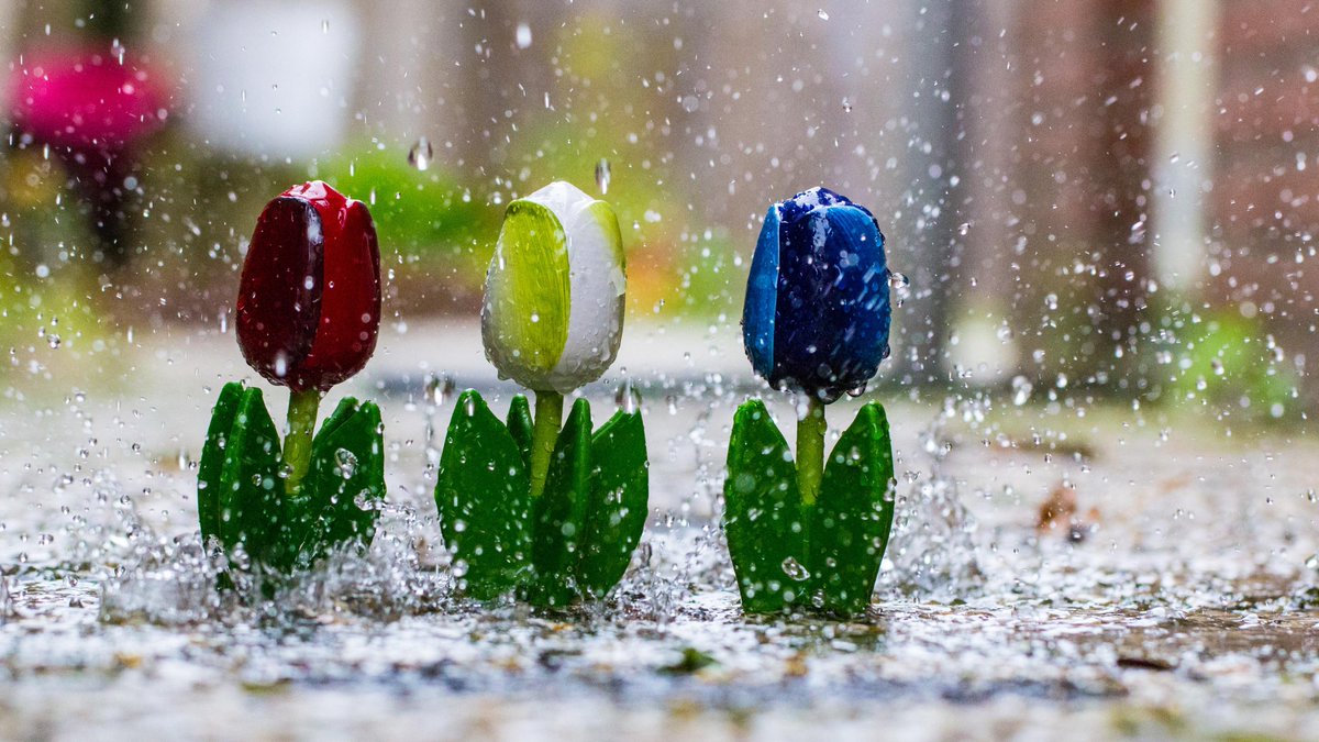 Regen is goed voor de plantjes, zeggen ze. 😇 We maken er gewoon wat van! Fijne #Koningsdag allemaal! Credits 📷 @AbDonkerFoto