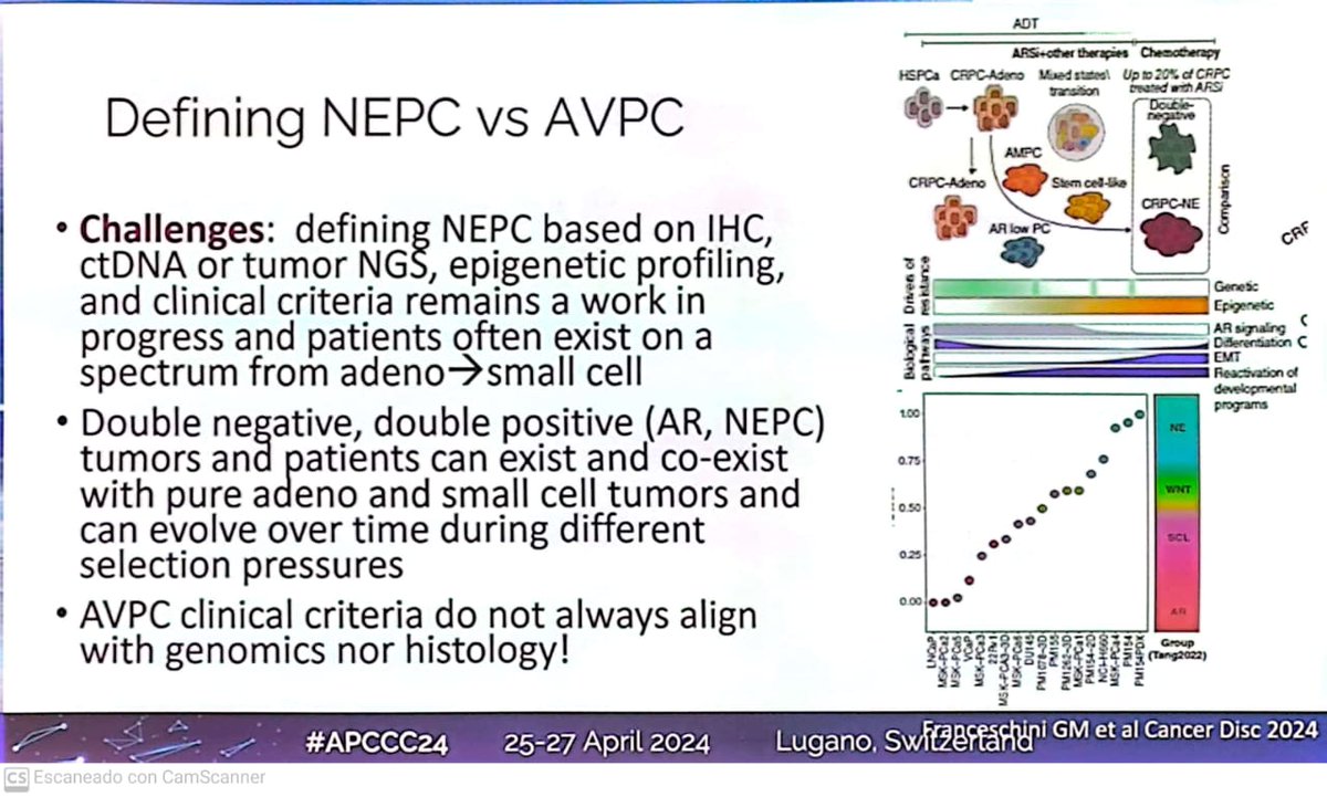 NEPC (Neuroendocrine PC) vs AVPC (Agressive Variants of PC) by @AarmstrongDuke in @APCCC_Lugano 2024 @OncoAlert @urotoday @cloc_oncologia @oncourologiaarg